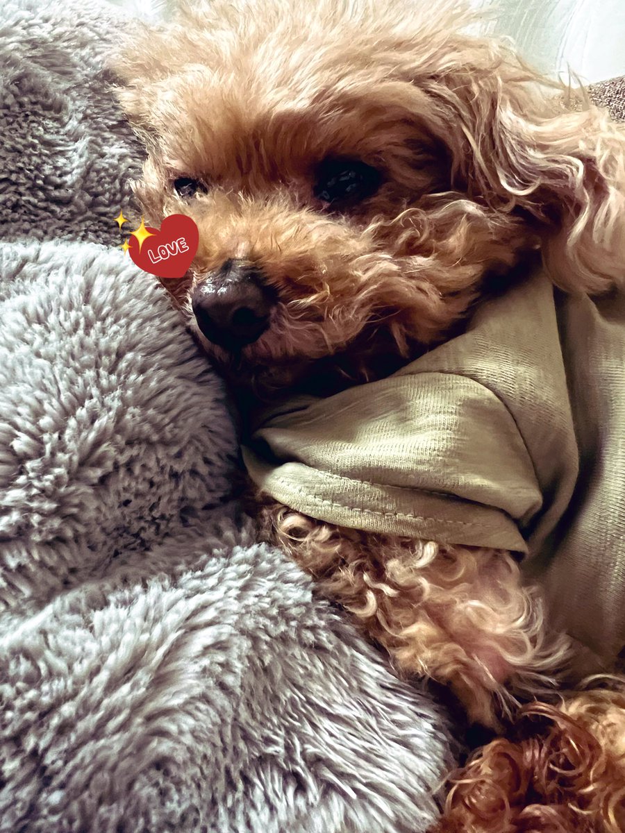 🌟じゅにひめちゃんねる🌟(アイマ☺️IMA)Lrreplaceable✨ tweet media