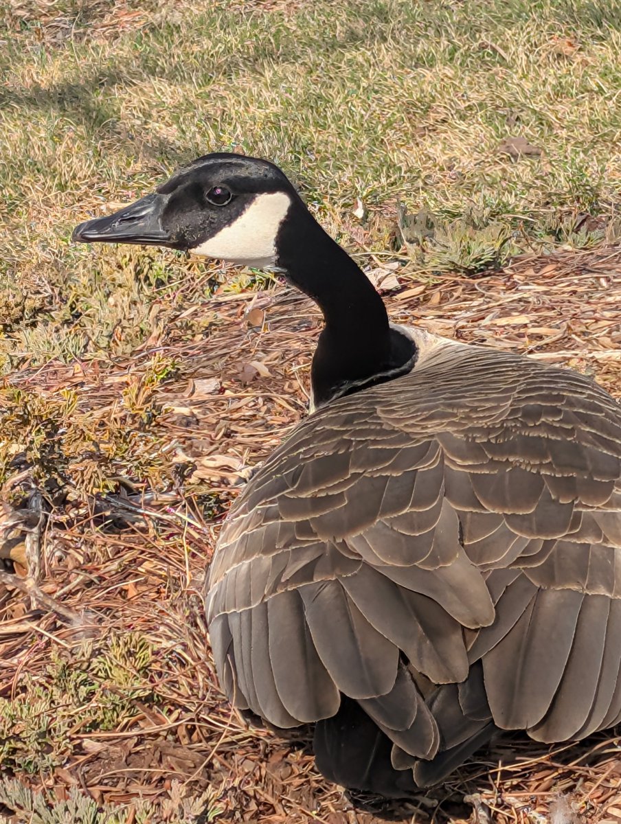 Wayne Iron-feather 🍁🦢 Iriam EAS tweet media