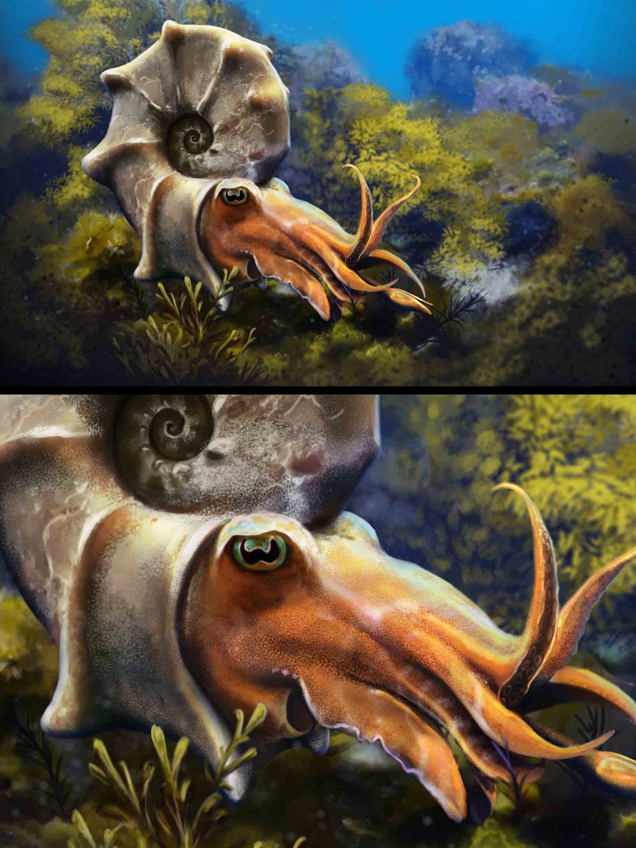 Mammites nodosoides, based on a specimen from the Turonian of Morocco

#paleoart