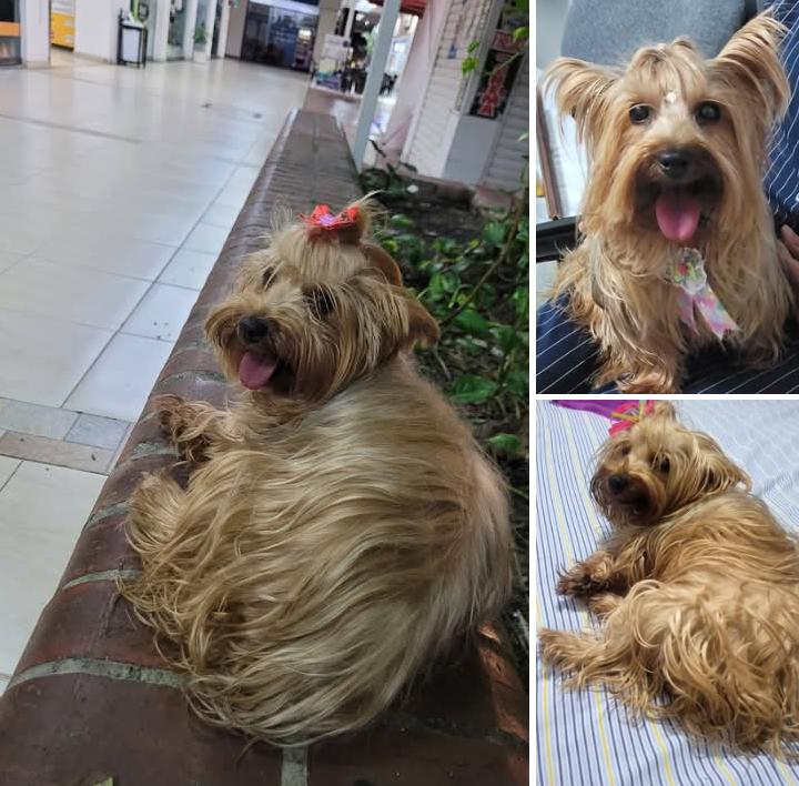 Adri 🐈🐕🐑🫏 tweet media