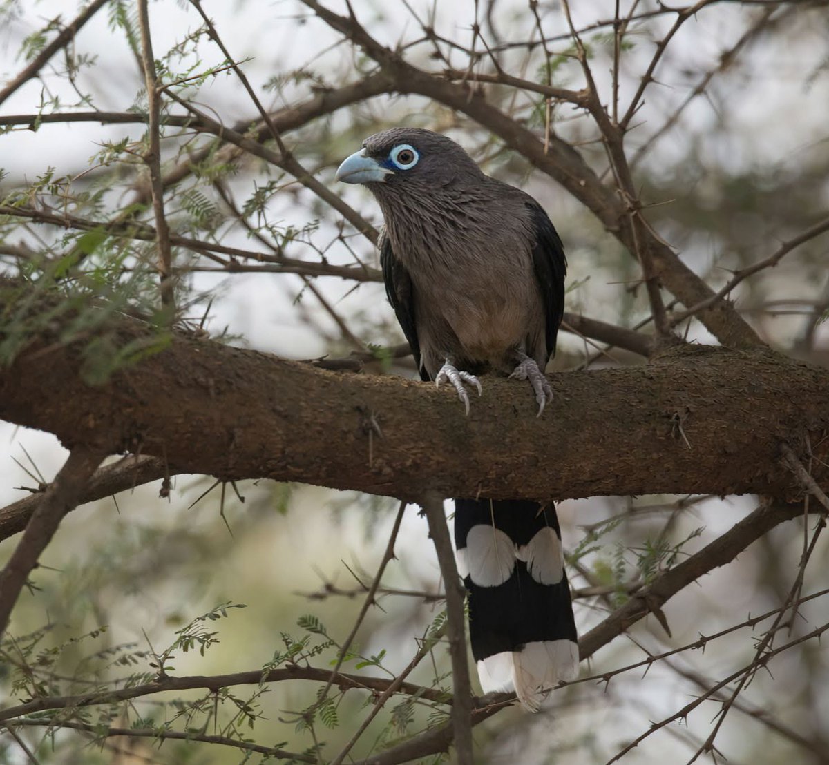 shijuvenate's tweet image. What mistake earned him the name Blue-faced Malkoha? 🤪
#IndiAves 
#followback