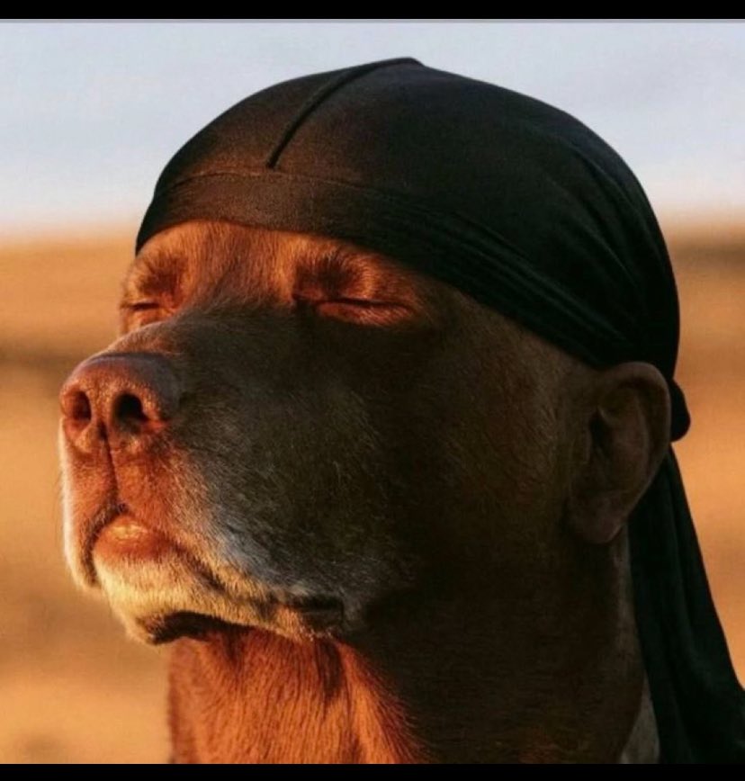 Quris_Dev tweet media