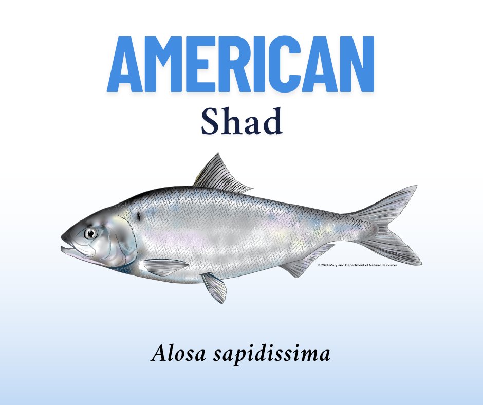 MD Fishing & Boating tweet media