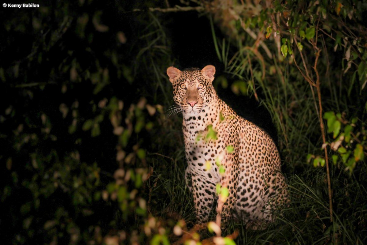 ParksInRwanda's tweet photo. A NIGHT ADVENTURE IN AKAGERA NATIONAL PARK #Rwanda 
Let's book an unforgettable experience, a guided night game drive in a 4x4 vehicle, expert guides and rangers, and flashlights. animal to spot, Leopards, Hyenas, Lions, Elephants 🐘Time: 6:30 PM - 9:30 PM
https://t.co/ZnYEYom2jT https://t.co/wdcDhYnQSh