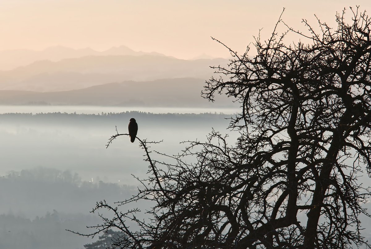 Pia Scheuer | BODENSEEPICS tweet media