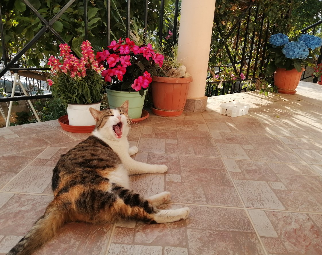 FrostieMoss's tweet image. My springtime to do list involves flowers, books, cats, and marvellous sea views
effrosyniwrites.com/2022/04/26/spr… #springtime #greeklife #springishere