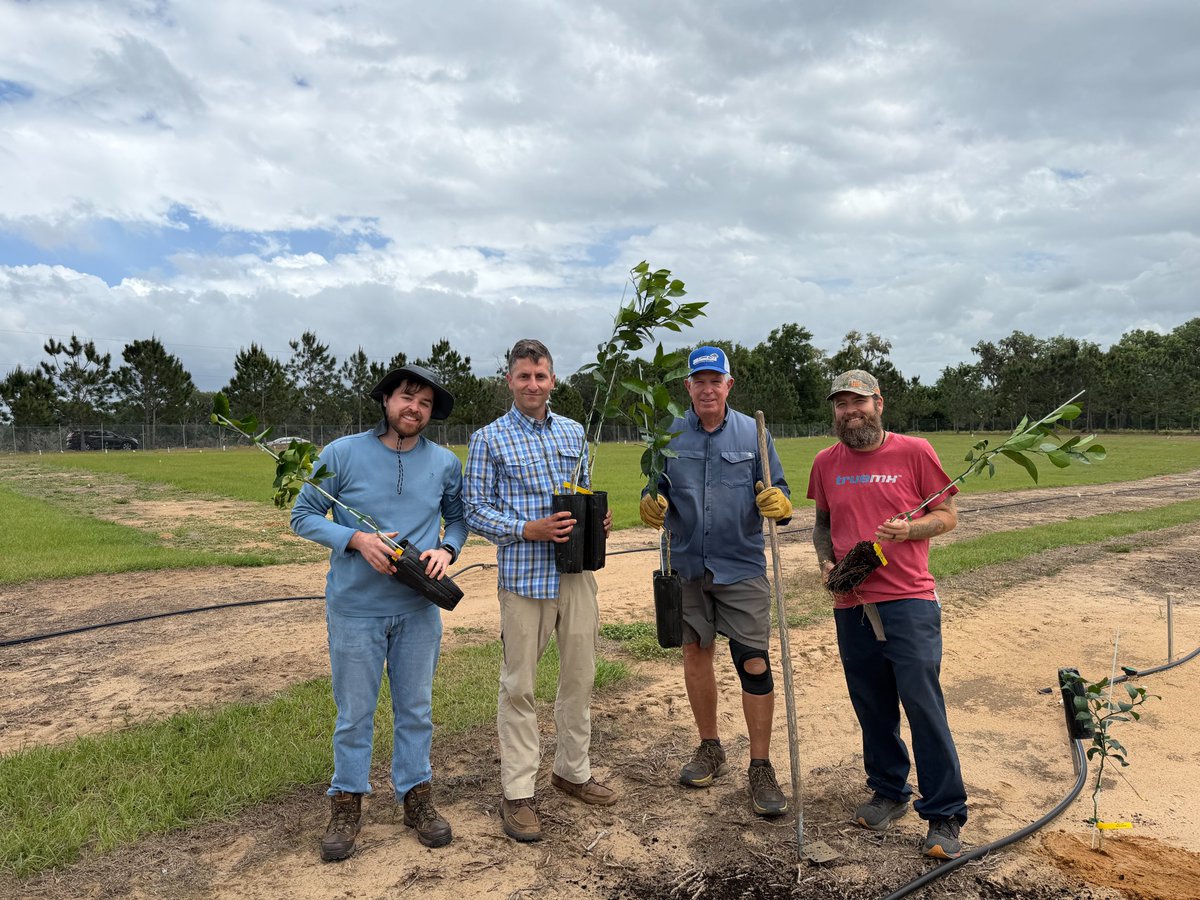 Soilcea's tweet photo. HUGE step forward for Florida citrus! 🍊

Yesterday, we planted 300 of our new citrus trees for resistance against the devastating Huanglongbing (HLB) disease. These trees are the key to bringing back Florida citrus. #FloridaAgriculture https://t.co/3mOcPY8FhG