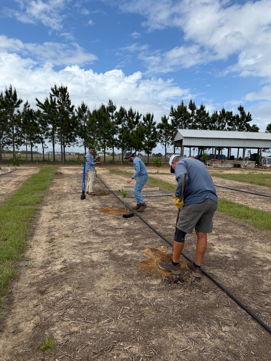 Soilcea's tweet photo. HUGE step forward for Florida citrus! 🍊

Yesterday, we planted 300 of our new citrus trees for resistance against the devastating Huanglongbing (HLB) disease. These trees are the key to bringing back Florida citrus. #FloridaAgriculture https://t.co/3mOcPY8FhG