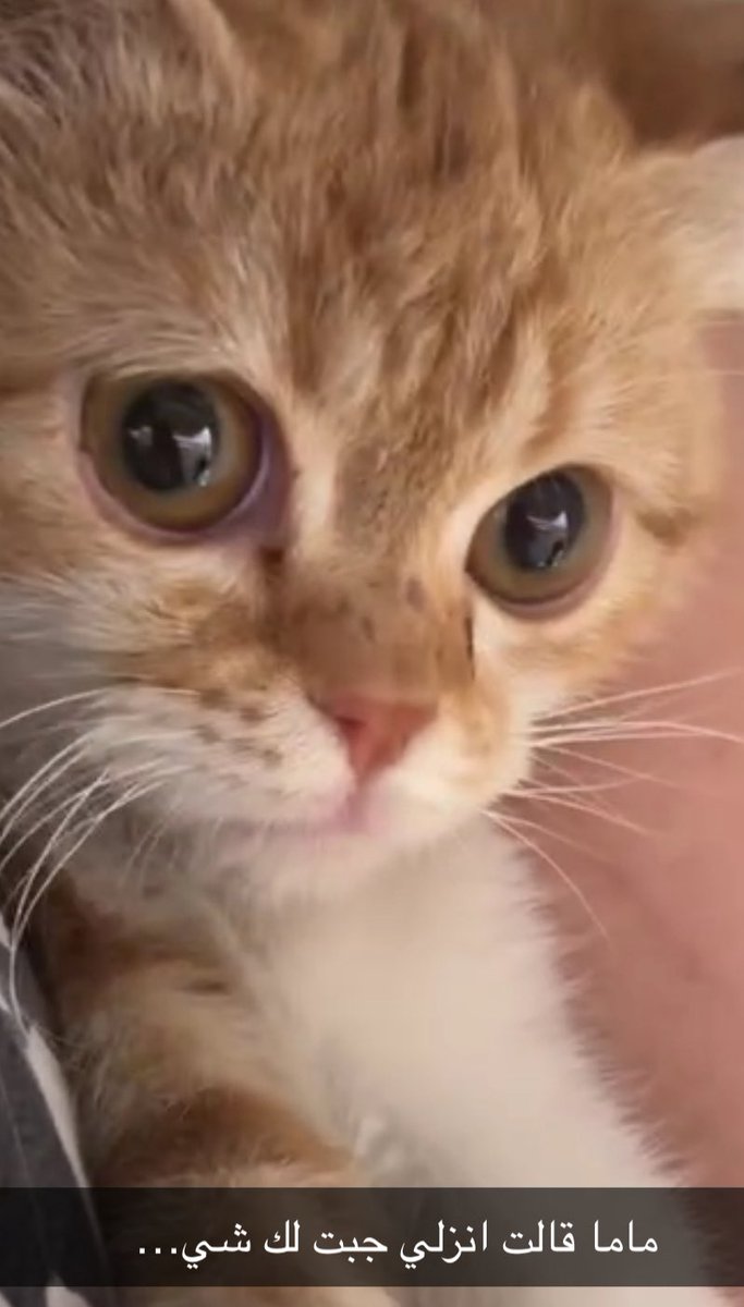 لُج🐾 tweet media