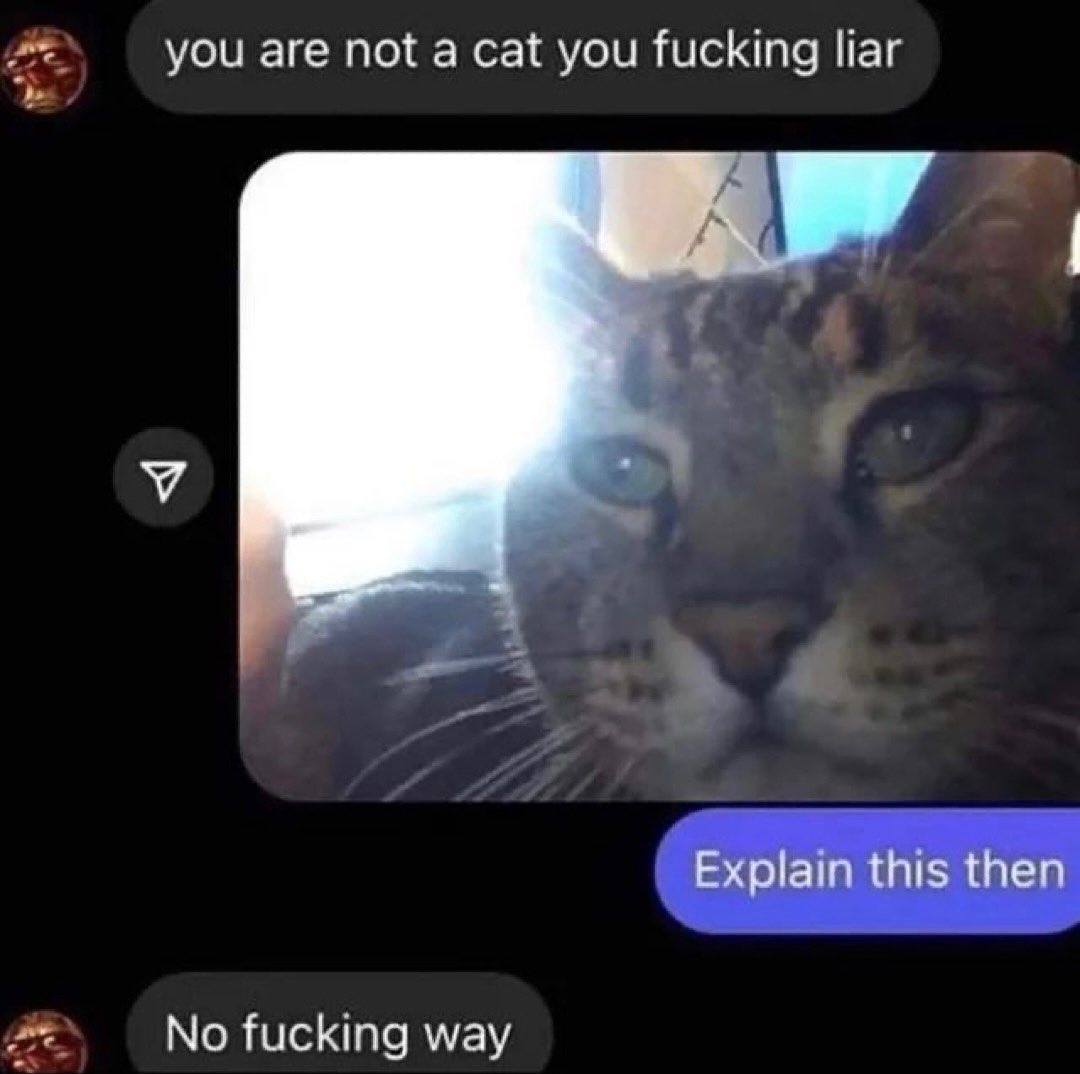 Punch Cat tweet media