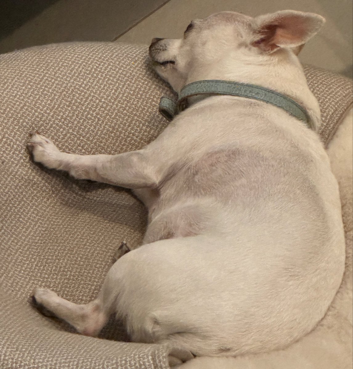 Mi despertador tiene 4 patitas, es blanca y rasca mi puerta en las mañanas 🥹