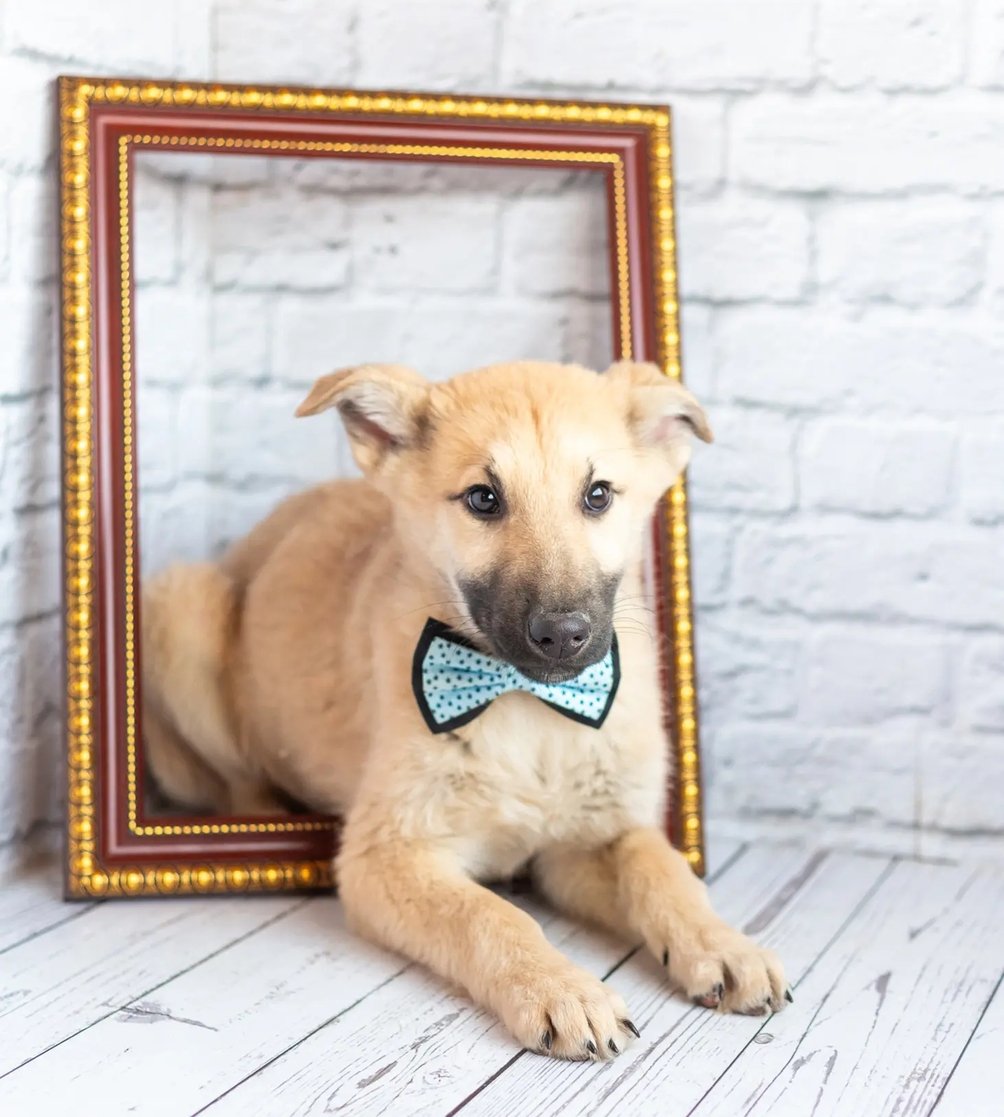 #Москва и МО
❤ Красавчик Барни в поисках любящей семьи! 🏡 🐕
Барни - игривый малыш с непростой судьбой. Совсем крохой он оказался брошенным на улице, выживал в диких условия, где было страшно всегда. Сейчас щенок освоился, стал доверять людям и научился любить их.