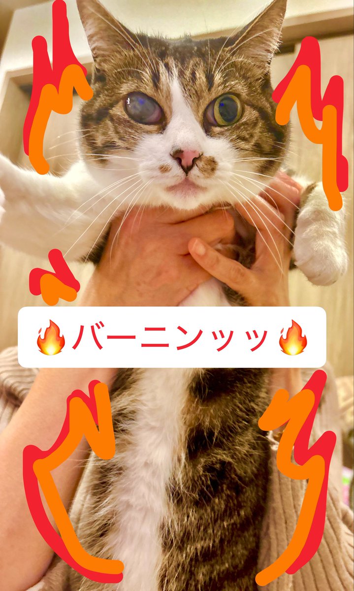 今週もツイキャスをご覧いただいた皆様ありがとうございました！
来週もやるので見てねん(о´∀`о)
と、その前に‼️
今週末4/12(日)はWackenのステージをかけたWacken Metal Battle Japan 決勝戦でGUNGIREライブです！
私達は17:40〜出演✨
アツく楽しい時間を過ごしましょう🤜🔥🤛
お待ちしてますっ！！