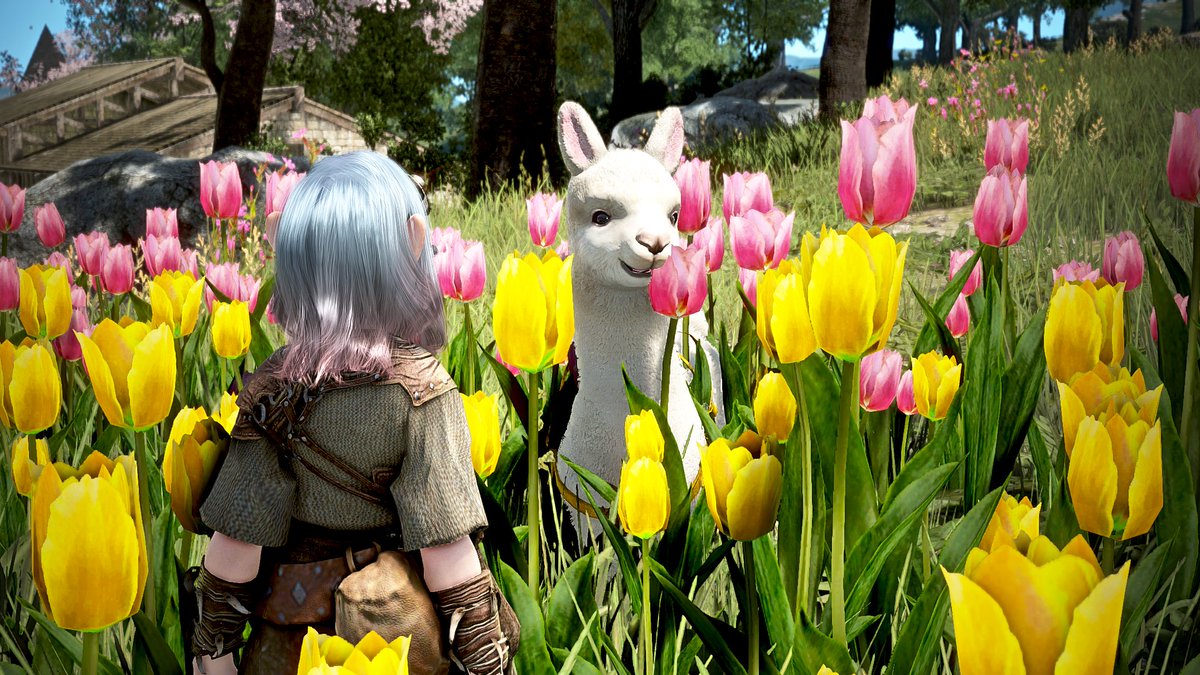 チューリップ咲いてたから最近留守番ばっかりのアルパカに見せてあげた。
きれいな花に囲まれて嬉しそう！

あ、食べた。

#黒い砂漠 #黒い砂漠PC