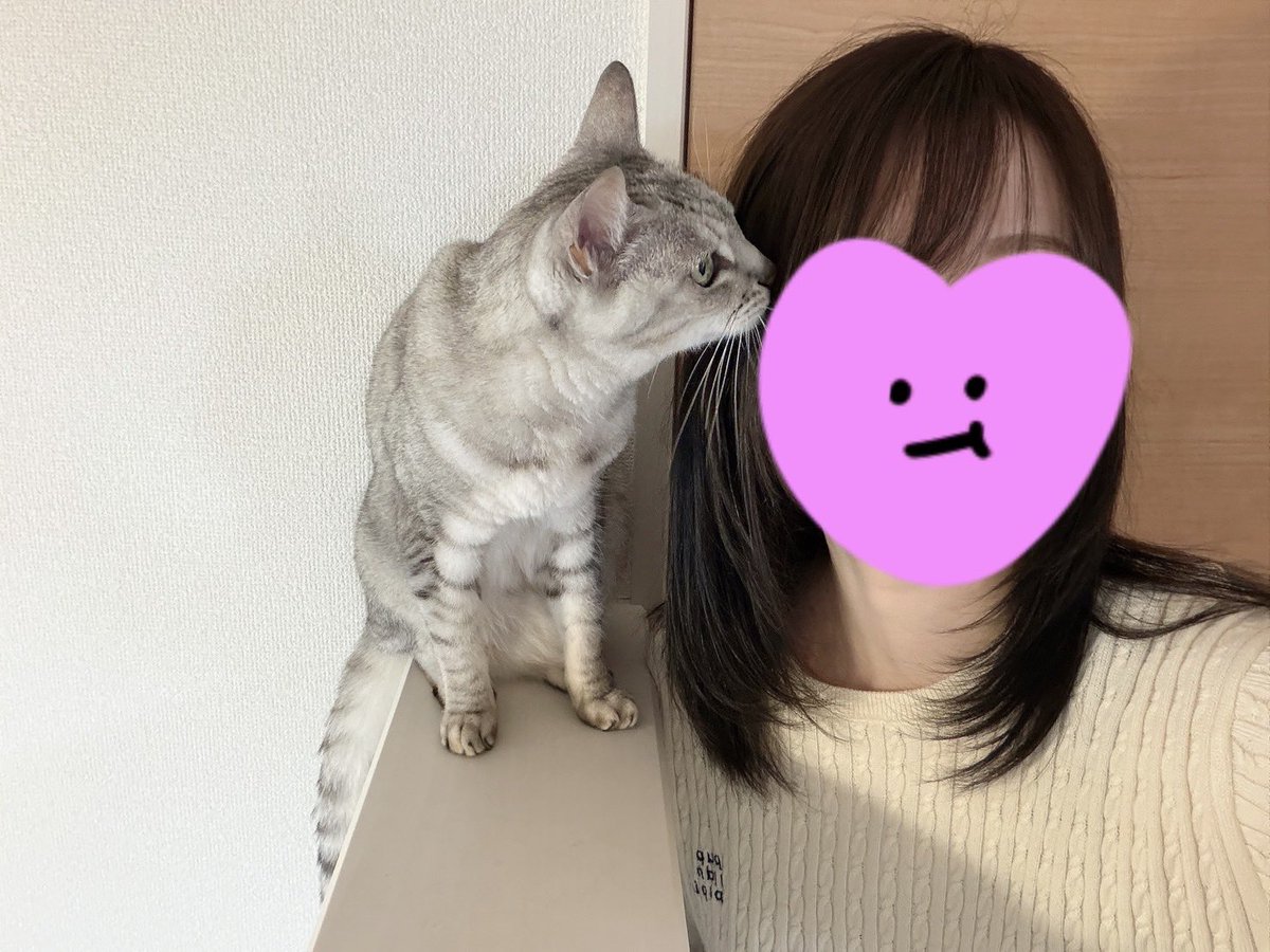 ねこほうママ tweet media