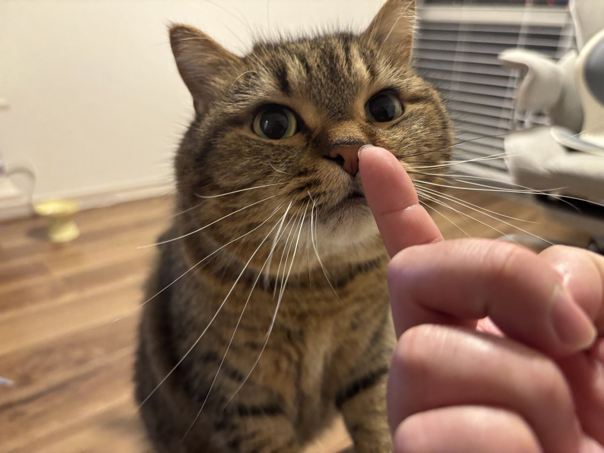 nuts_mom_'s tweet photo. ちゅーるはもう、食べ終わったでしょ？？？ https://t.co/ELiIug6E9J