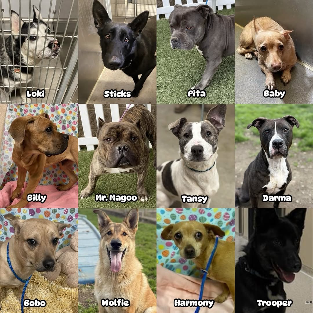 8415_n's tweet photo. 1/4
It's #Stanislaus "kill 10% of #dogs = no-kill" weekend once again in #ModestoCA #NorCal
Ways to save:
➡️#RESCUE (please tag them across #socialmedia ‼
➡️#FOSTER at NO COST for a rescue‼
➡️#ADOPT anywhere 🇺🇲🇨🇦 if you can cover for transportation‼
https://t.co/Bk6M552sns https://t.co/1ThQ06kUBu