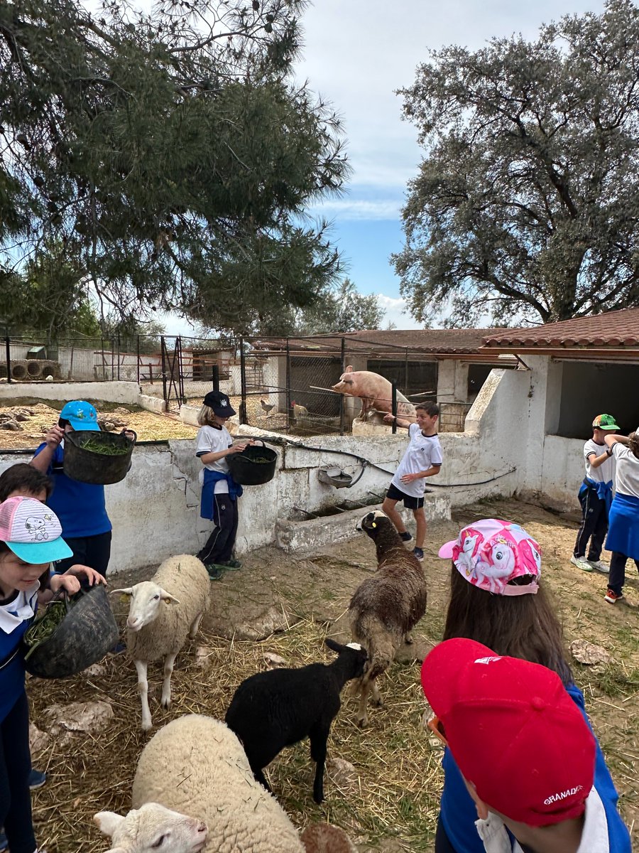 Si ayer os dejábamos imágenes de las #granjasescuelas de infantil, hoy os traemos las de 1⁰ y 3⁰ de #Primaria. Una jornada fantástica, una oportunidad de aprender algo diferente de manera muy divertida y acorde con la naturaleza. #salidacultural #cuidate #IluminaElMundo