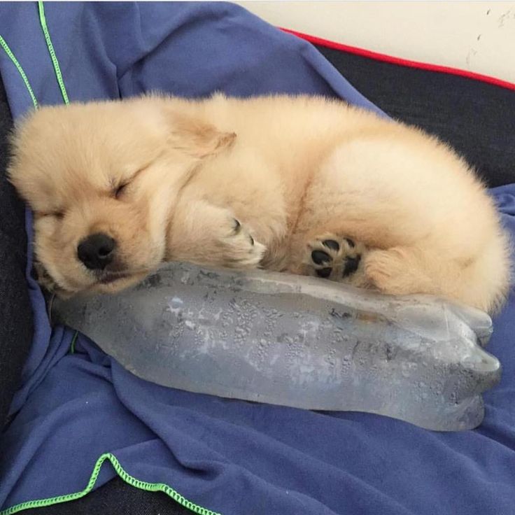 Dogs all the way tweet media