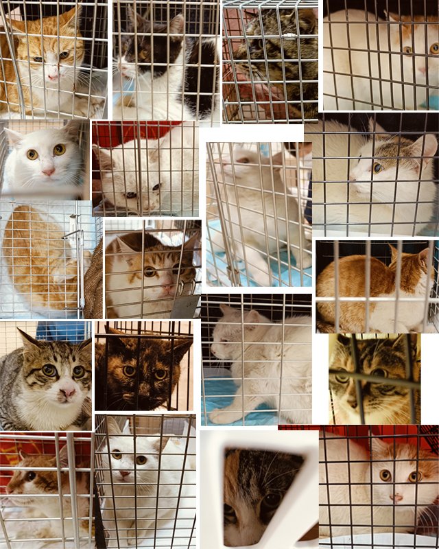 #保護猫 #地域猫 #TNR #動物愛護 #猫 #市川市

この２週間半ほどで１９頭の猫のTNRや保護を行いました。

外で生きる猫は昔より減ってきたものの、繁殖している現場はまだまだあります。
猫には去勢避妊が必要という認識が、まだ十分に広がっていないことを痛感します。

全頭を保護して里親さんを
⇒