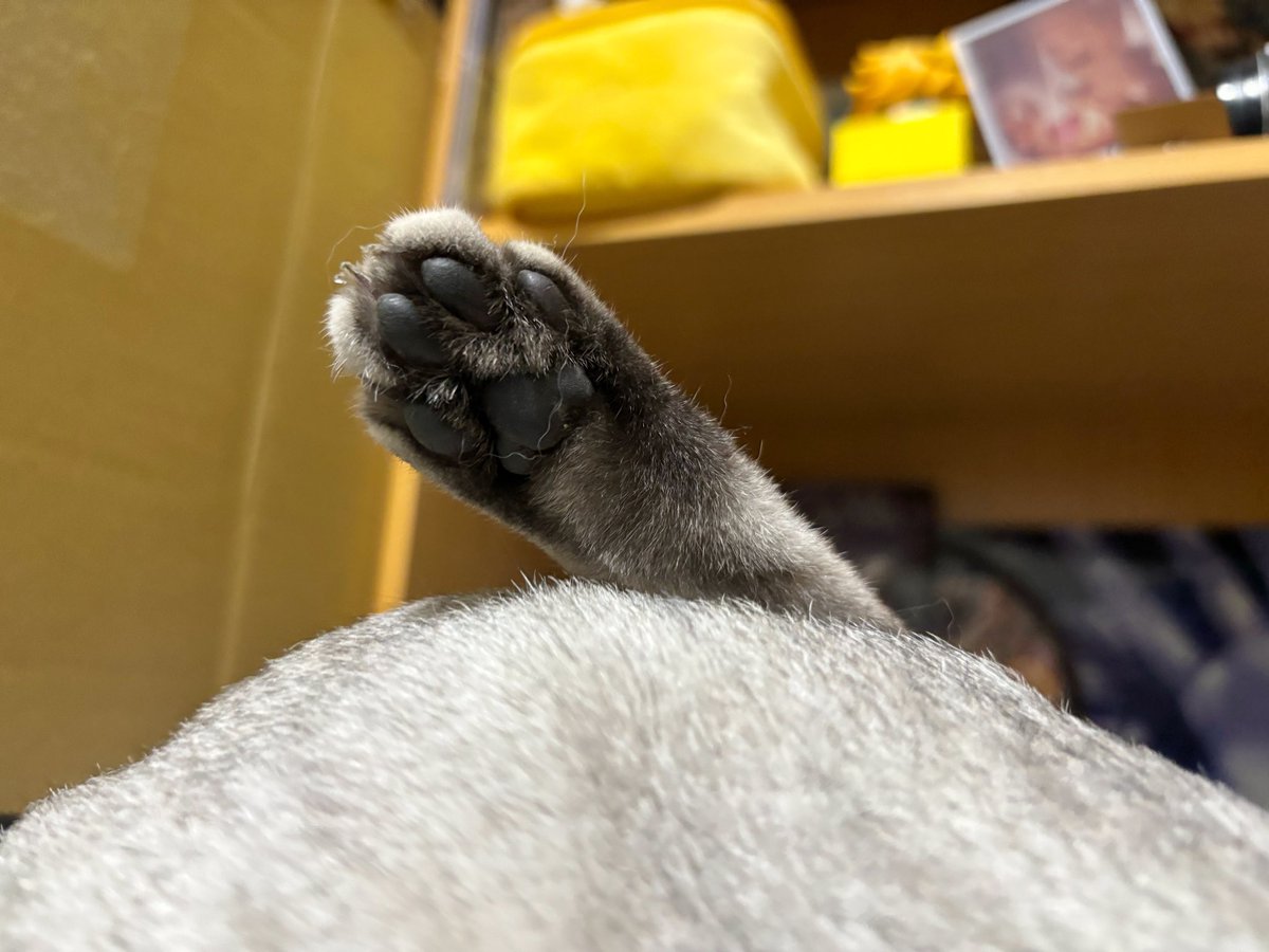 阿嬌的人類室友循環 tweet media