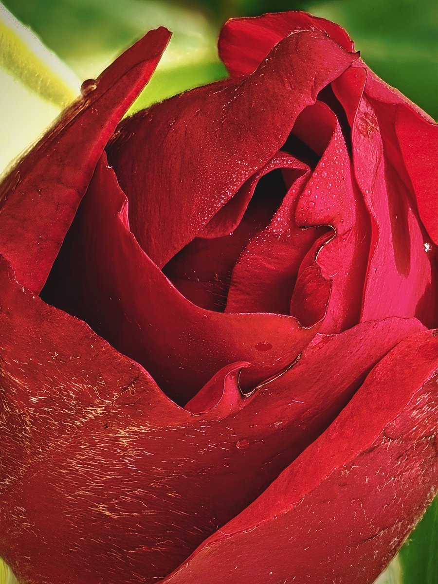 AlexDuicu's tweet image. Day 99/365 
Red. Bold. Beautiful.
#ShotOnSnapdragon 
#ShotonOnePlus
#RepYourRed
@Snapdragon
@Snapdragon_UK
@Snapdragon_DE
@Snapdragon_FR
@gregcroc
@SnapdragonCarla