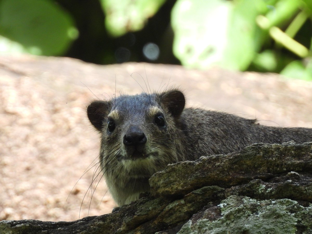 African Parks tweet media