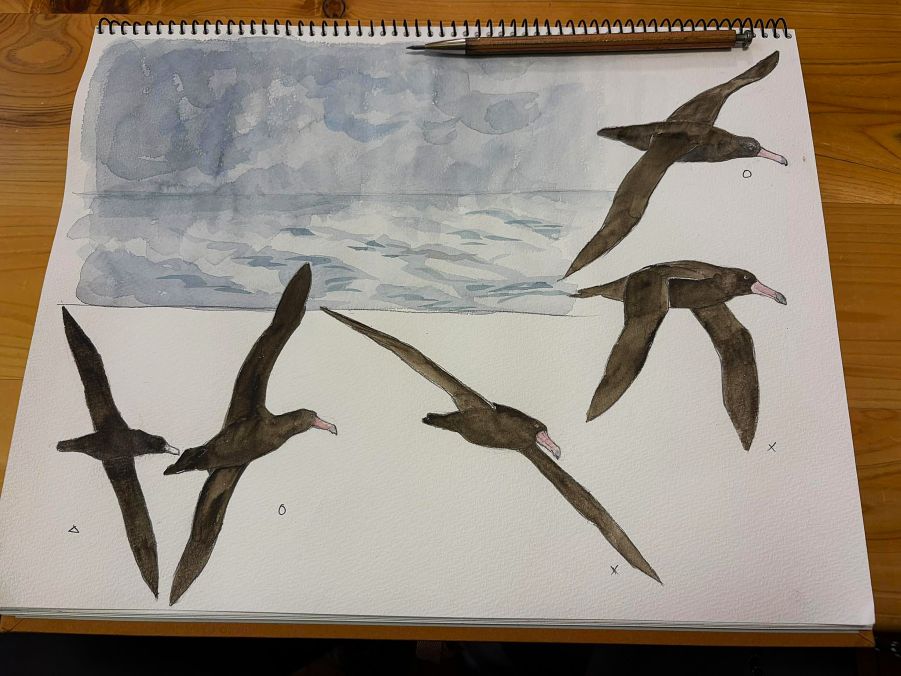 haiiromizunagi's tweet photo. いつもの所ⅠとⅡで #アホウドリ #Albatross #Phoebastria #Diomedeidae #Procellariiformes #ShortTailedAlbatross を #大人の鉛筆 と #水彩 を使い #スケッチ #ドローイング 持ち時間もさることながら、昨日の頁の背景を少し弄って、飛翔のポーズ違いを2つ追加。〇のポーズがイメージに近い感じだ‥ https://t.co/7qB5qB9lbw