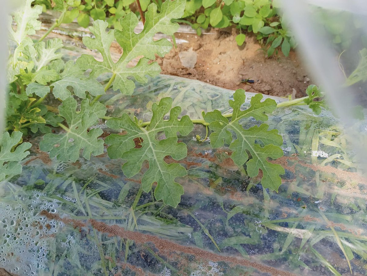 T.C. Tarım ve Orman Bakanlığı tweet media