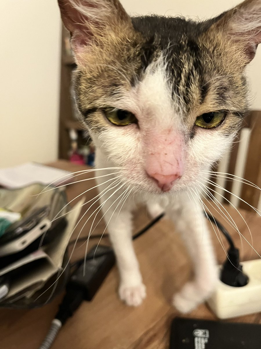 lili🐾 tweet media