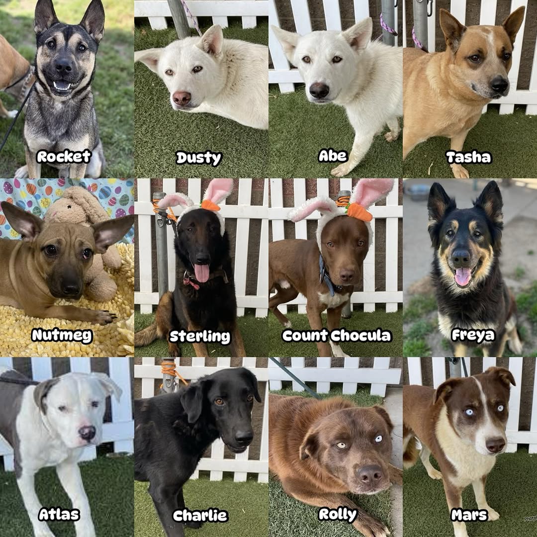 8415_n's tweet photo. 3/4
It's #Stanislaus "kill 10% of #dogs = no-kill" weekend once again in #ModestoCA #NorCal
Ways to save:
➡️#RESCUE (please tag them across #socialmedia ‼
➡️#FOSTER at NO COST for a rescue‼
➡️#ADOPT anywhere 🇺🇲🇨🇦 if you can cover for transportation‼
https://t.co/Bk6M552sns https://t.co/8l22vaspWH