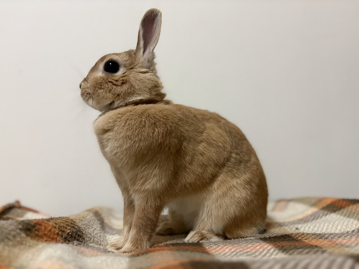 tk2ch's tweet image. うさぎらしい姿🐇
#うさぎのいる暮らし