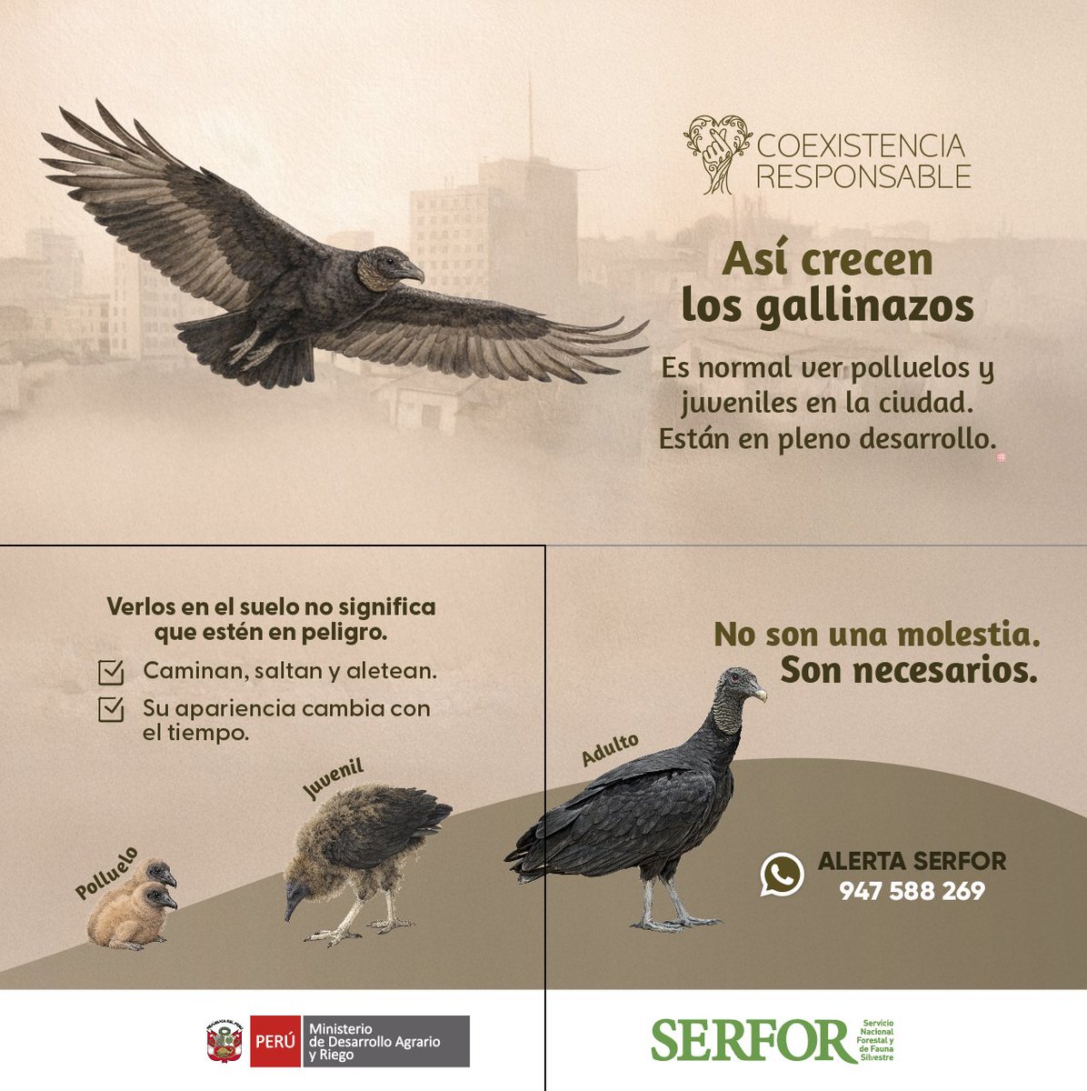 SerforPeru's tweet photo. Así crecen los gallinazos 🦅👀
🏙️💚 Es normal verlos en la ciudad mientras se desarrollan y aprenden a valerse por sí mismos.
No son una molestia, son necesarios para mantener el equilibrio y la limpieza de nuestro entorno. 🌿
#CooexistenciaResponsable https://t.co/IFXmiepFcg