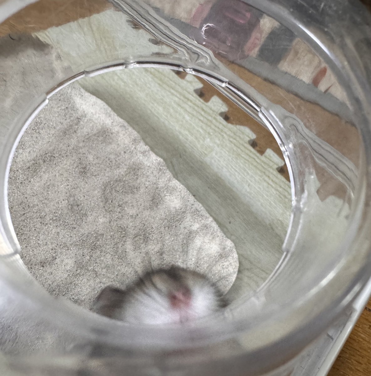 Eriko⭐︎ tweet media