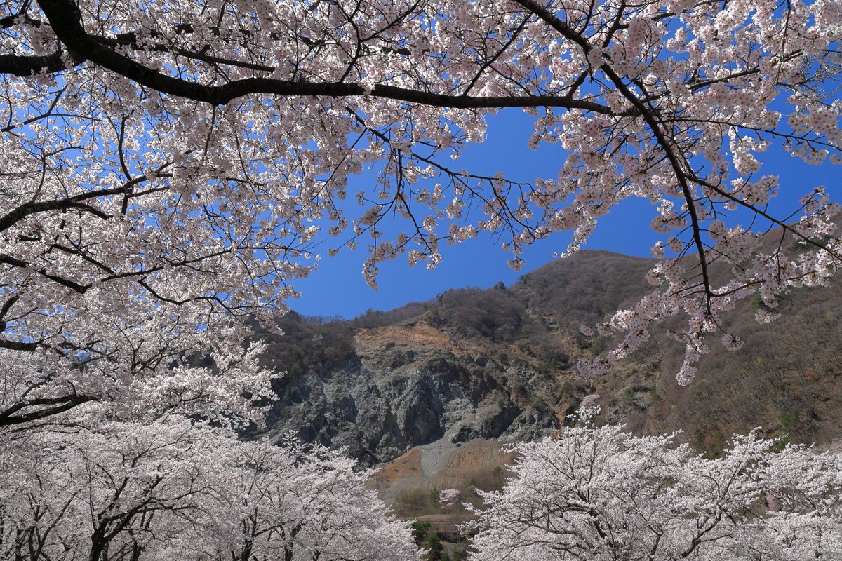 2026年4月9日・大西公園(下伊那郡大鹿村)

ちなみに大西公園の園内の様子はこんな感じです

花見客もそんなに多くなく、静かにお花見も楽しめる穴場です(｀･ω･´)ゞ
#大西公園
#大鹿村
#しあわせ信州