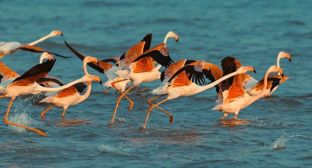 إبراهيم جبران tweet media