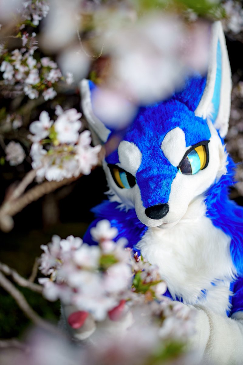 ビカラ / Vikara tweet media