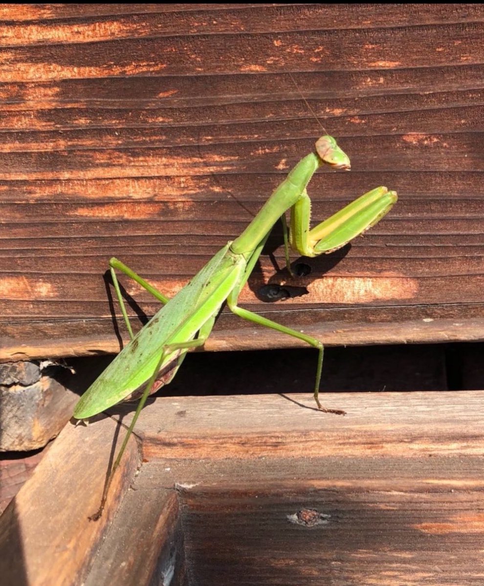 月輪寺【公式】 tweet media