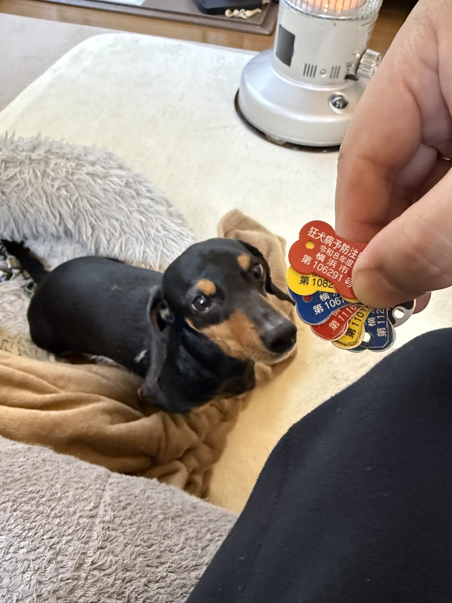 過保護犬アポロ☀️ tweet media