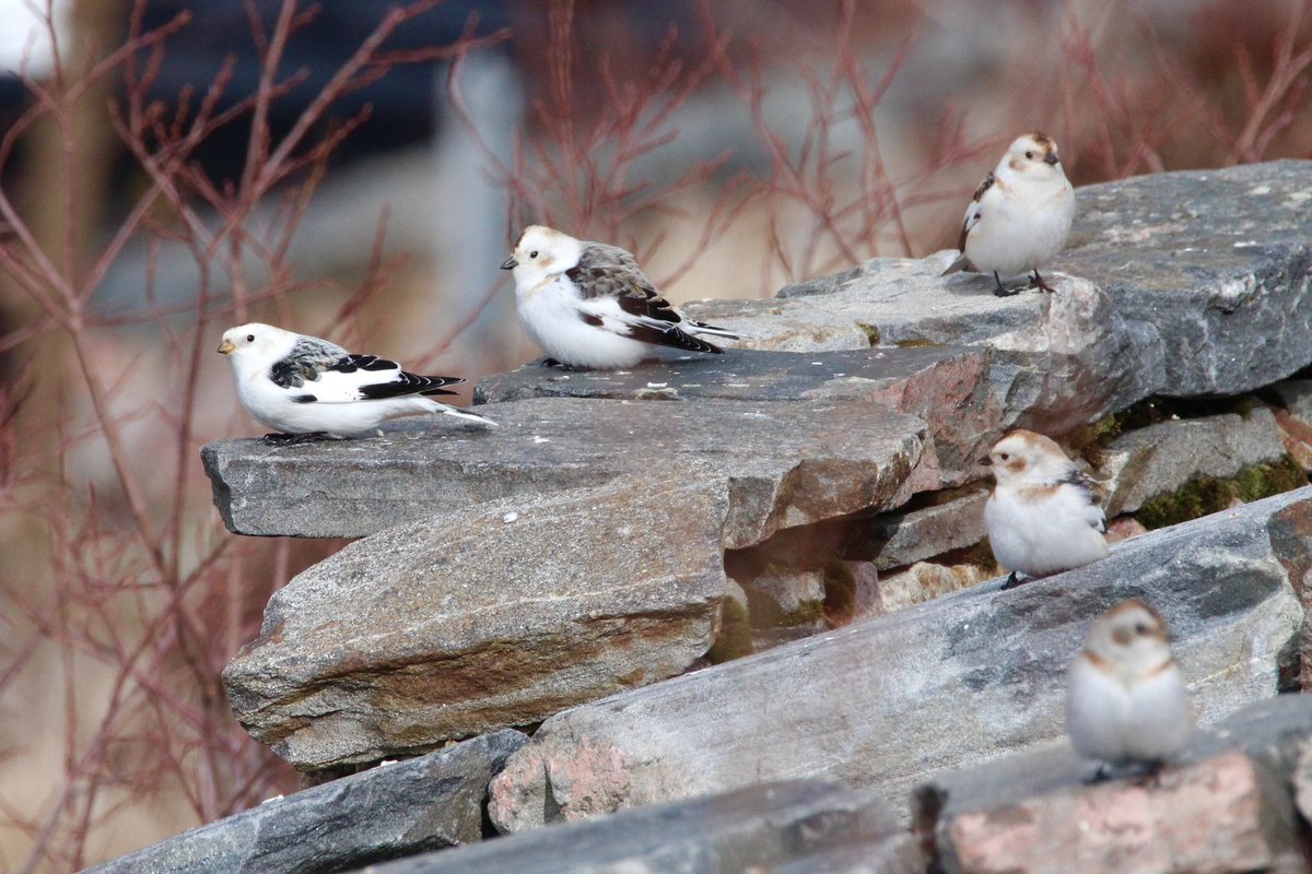 KatePow3ll's tweet photo. another amazing species I’d never seen before visiting the highlands at the weekend - snow buntings 🥹🤍❄️ they are so sweet https://t.co/3LzuC6PZxe