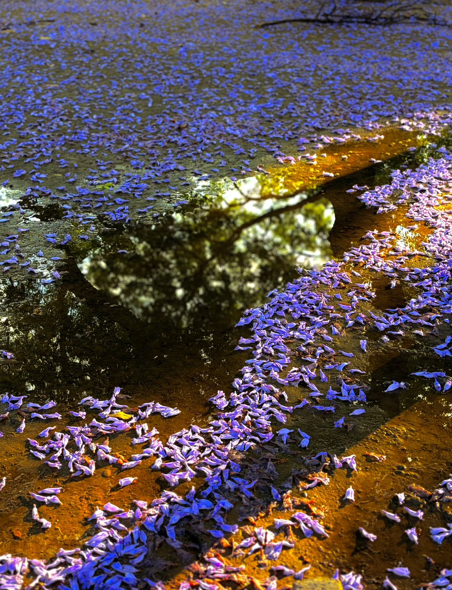 ERAI786's tweet image. When life feels grayscale, nature is the ultimate color cure. #Nature #Chandigarh #Punjab