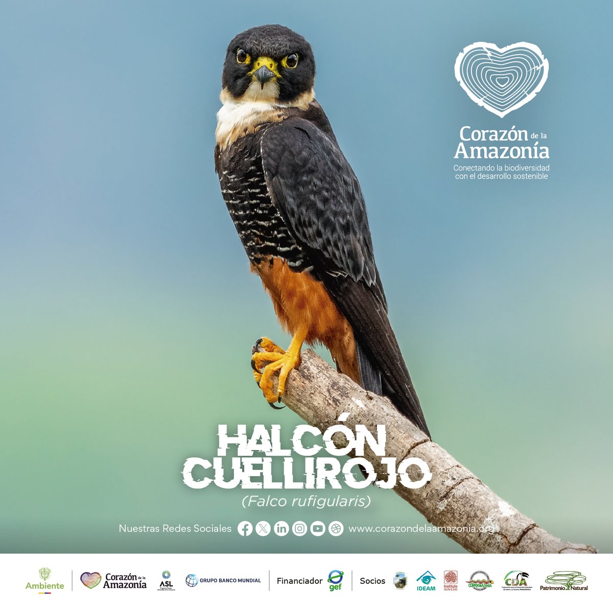 Corazón de la Amazonía tweet media