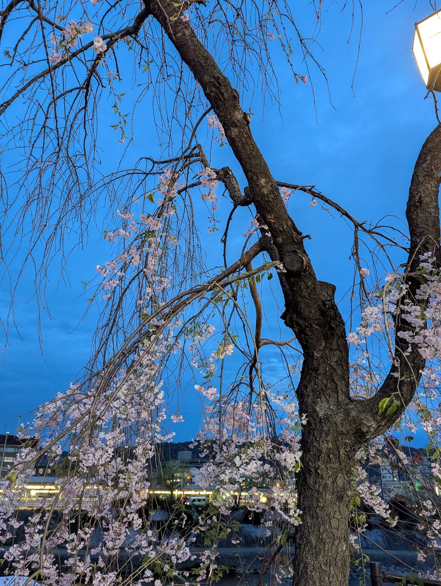 杉江美生 tweet media