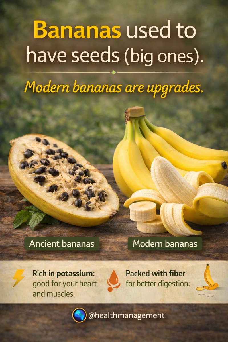 drjacobtips's tweet photo. 🍌🤯 Did you know bananas weren’t always this smooth?

Wild bananas used to have large, hard seeds—very different from the soft, seedless ones we enjoy today.

What you eat now is the result of years of cultivation and improvement.

Modern bananas = nature, upgraded.

#FoodFa https://t.co/yvpBpOuLUh