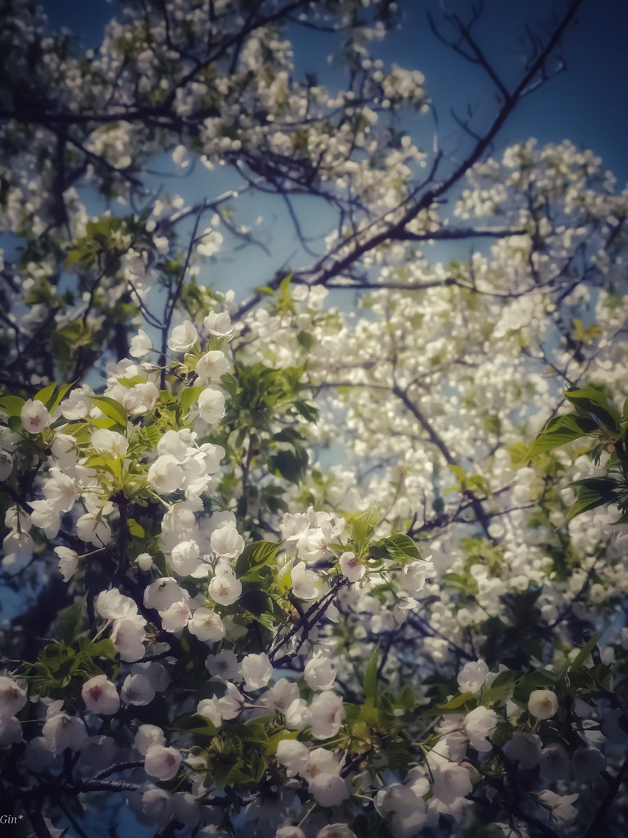 Yuma_Gin tweet media