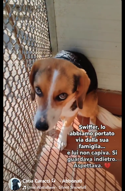 Qua la Zampa tweet media