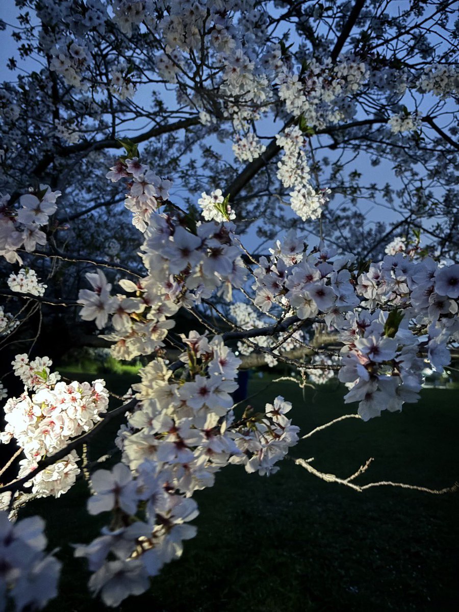 美紀子 tweet media