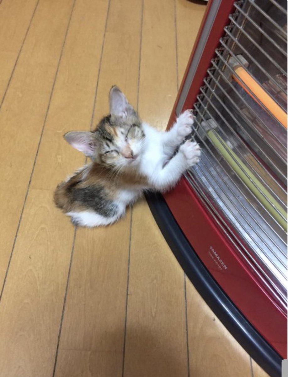 癒される動物 tweet media