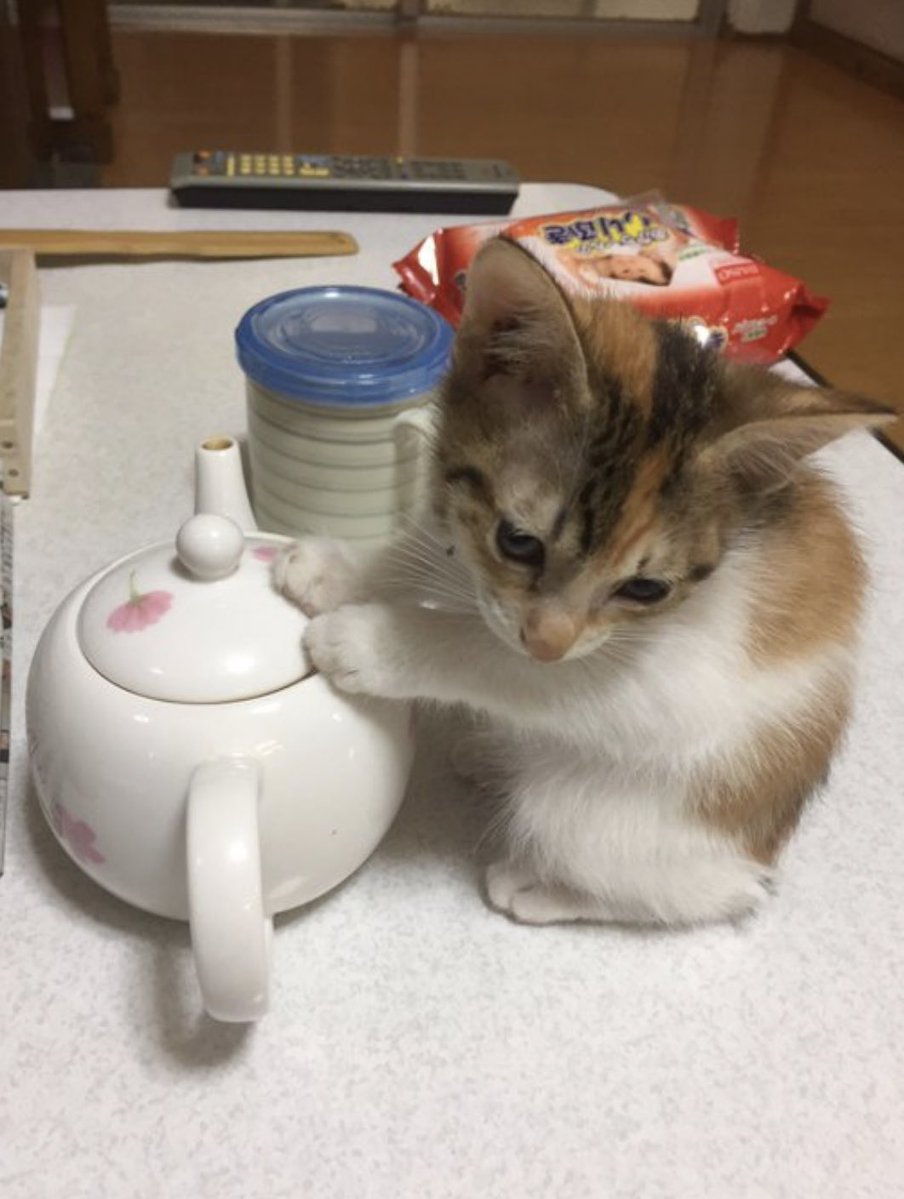 癒される動物 tweet media