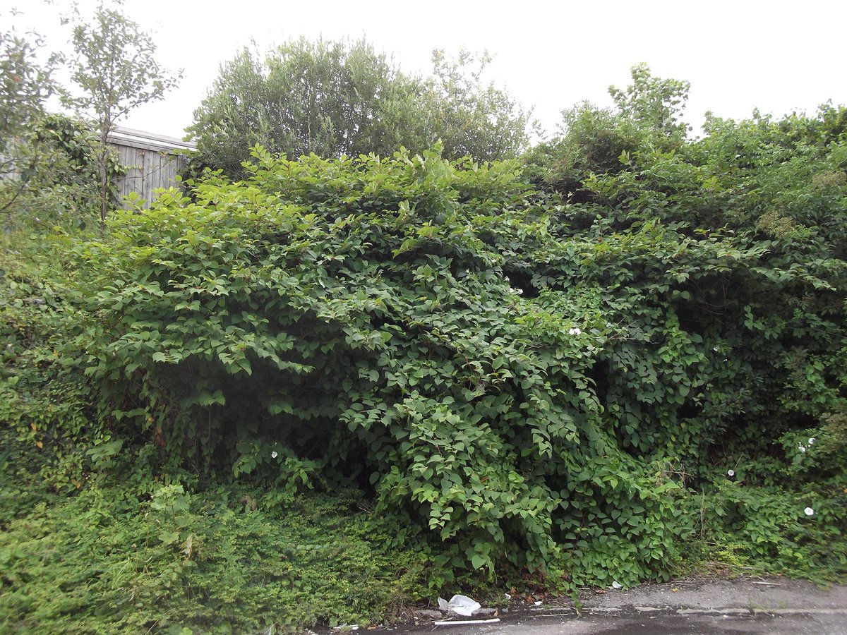 IVMLtd's tweet photo. How Long Does #JapaneseKnotweed #Treatment Take?

A new guide by IVM featured on our Knowledge Hub explaining #Herbicide timelines, #Excavation timescales &amp; the factors that affect how long #Knotweed treatment takes: https://t.co/L0gK4SVz4x

#InvasiveWeeds #InvasiveVegetation https://t.co/pmpM9UElPN